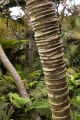 Lord Howe Island_20061211_063